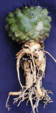 copiapoa